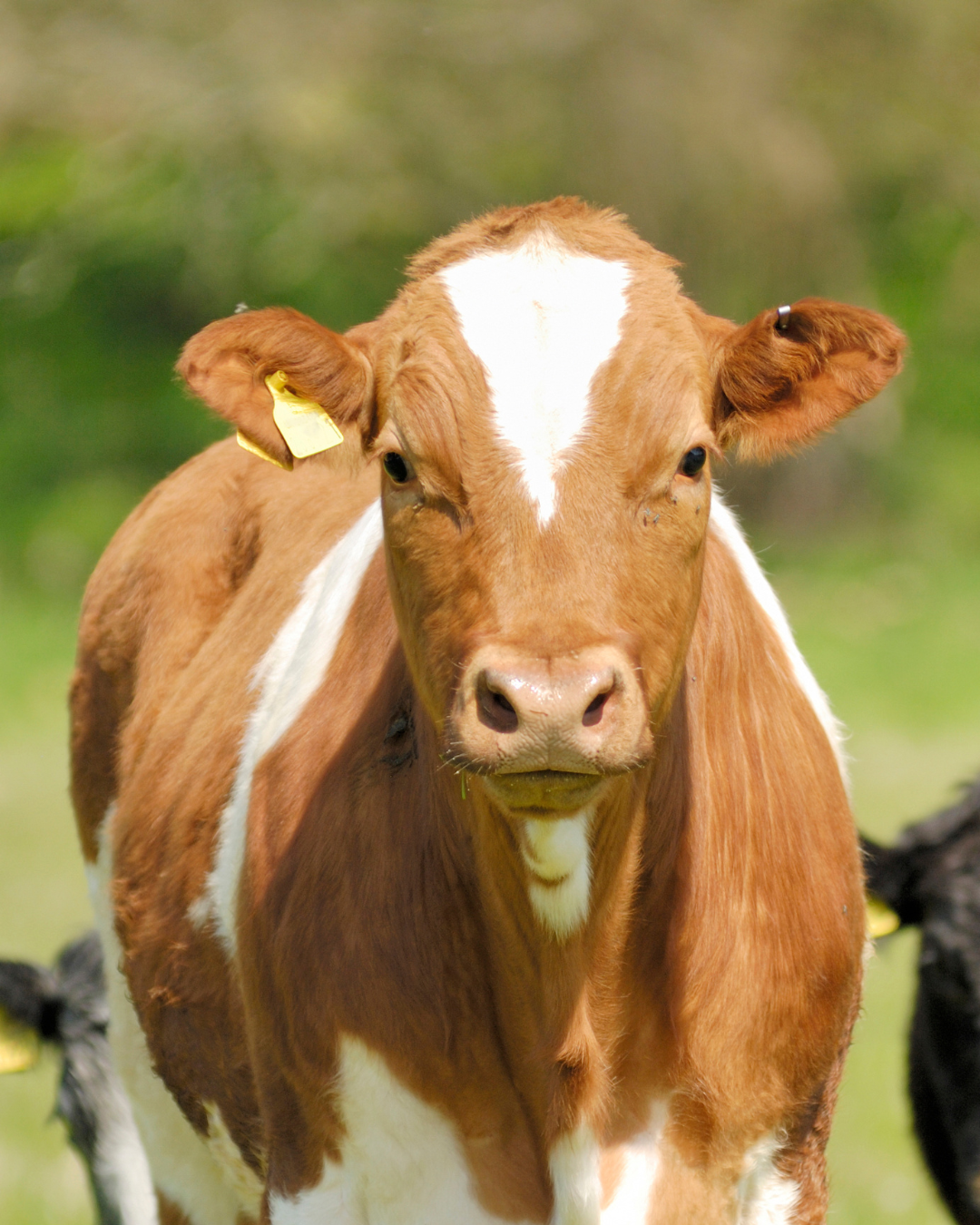 gressforet ku storfe talg ansiktskrem ren hud norsk ku